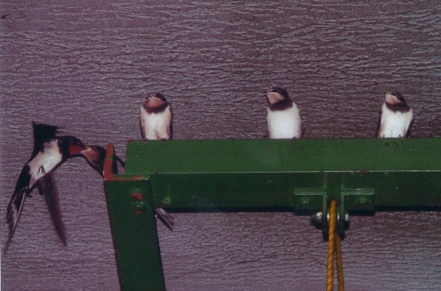 swallows.jpg