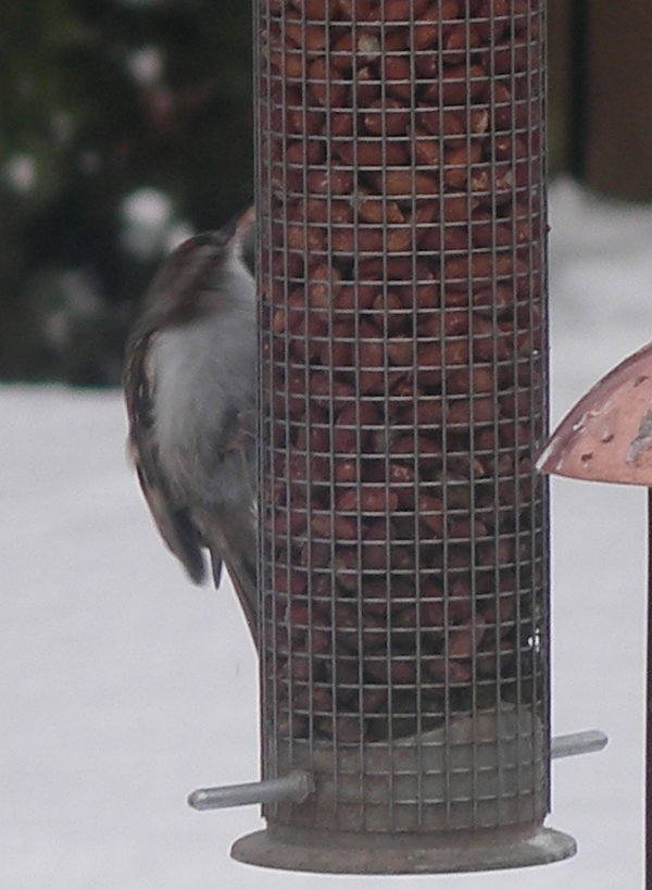 treecreeper.jpg