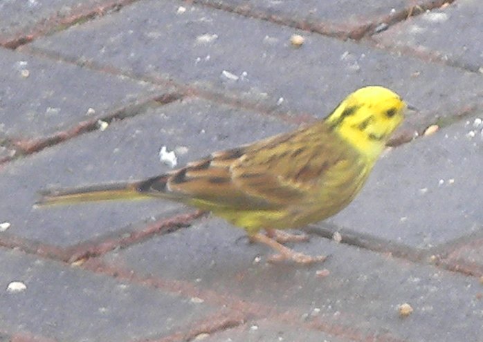 yellowhammer.jpg